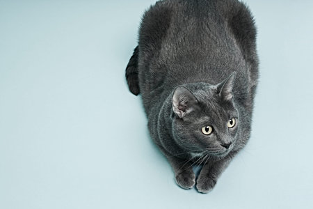 The gray cat is lying. Blue background, close up.