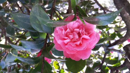 rose, flower, plant, natureの写真素材