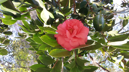 rose, flower, natureの写真素材