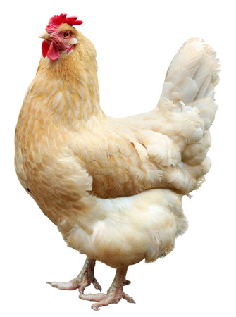 hen isolated on white, studio shot.の写真素材