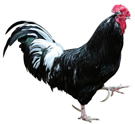 Chicken isolated on a white の写真素材