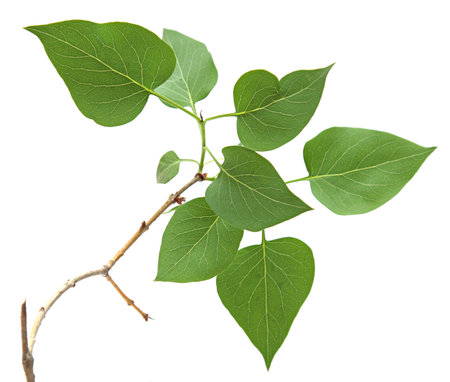 branch with green leaves isolated on a white background. branch of lilac.の写真素材