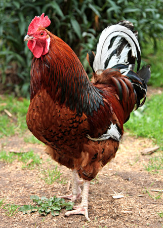 Colorful Roosterの写真素材