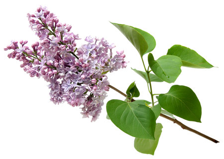 Branch of a lilac isolated on white の写真素材