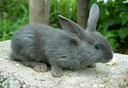 grey rabbitの写真素材