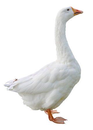 White domestic goose isolated on white backgroundの写真素材