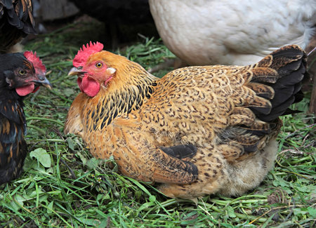 chicken Ryaba. hen that incubates the eggs.の写真素材