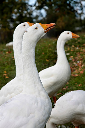gooseの写真素材