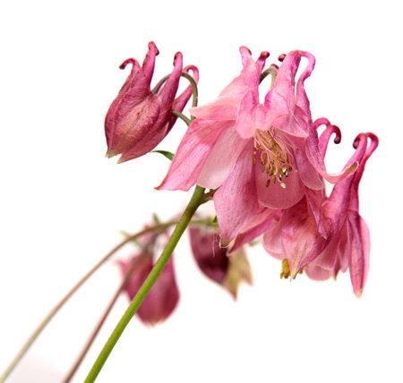 columbine. bells flowers isolated on white .の写真素材