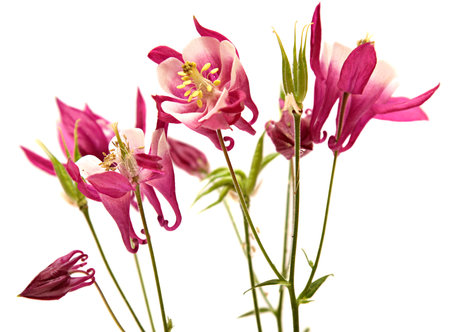 columbine. bells flowers isolated on white .の写真素材