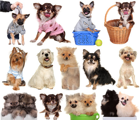 Set dogs isolated on a white background.の写真素材