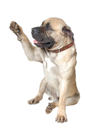 Dog Is A Large Breed. Photography Studio On A White .の写真素材