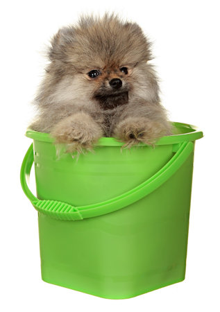 Dog Small Breed. Photography Studio On A White .の写真素材