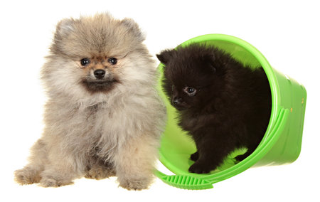 Dog Small Breed. Photography Studio On A White .の写真素材
