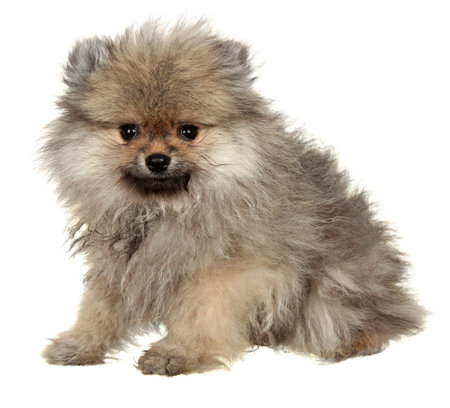 Dog Small Breed. Photography Studio On A White .の写真素材