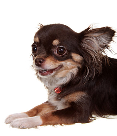Dog Small Breed. Photography Studio On A White .の写真素材