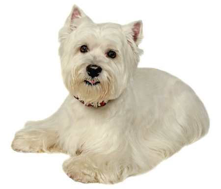 Dog Small Breed. Photography Studio On A White .の写真素材