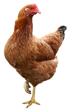 Brown hen isolated on a white .の写真素材