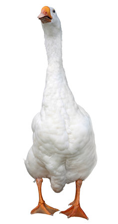 White domestic goose isolated on white の写真素材