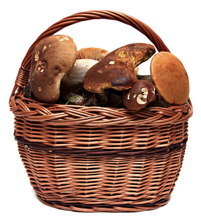 Basket of wild mushrooms isolated on white background.の写真素材