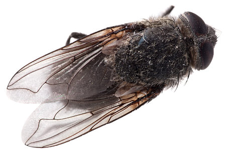 macro Fly isolated on a white background.