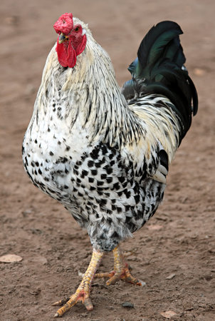 Colorful Rooster.  Cock with black and white feathers.の写真素材