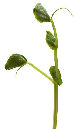 Fresh Green Sprout Peas Isolated On a White Background.の写真素材