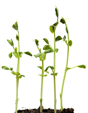 Fresh Green Sprout Peas Isolated On a White Background.の写真素材