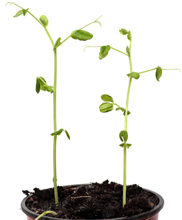 Fresh Green Sprout Peas Isolated On a White Background.の写真素材