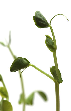 Fresh Green Sprout Peas Isolated On a White Background.の写真素材