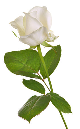 One White Rose Isolated On A White Background.の写真素材