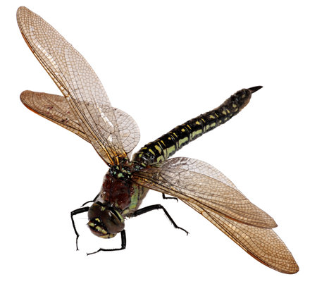 dragonfly isolated on a white background. insectの写真素材