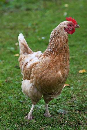 Brown hen. Shooting on the street, on the farm.の写真素材