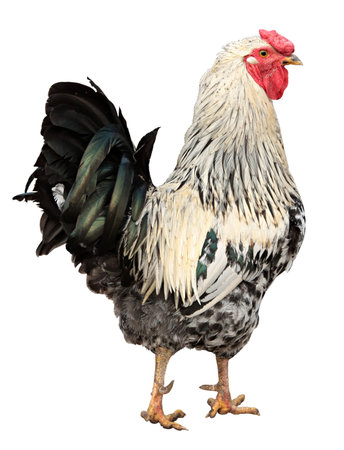 Rooster Chicken isolated on a white backgroundの写真素材