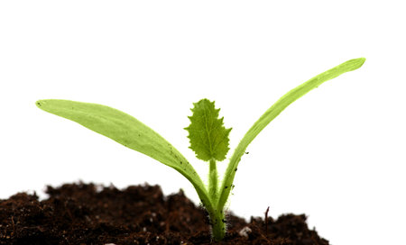 Green young plant isolated on white background. の写真素材