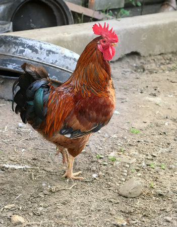 Beautiful Rooster Colorful chicken farm, shooting outdoors