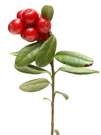Branch Cranberries Isolated On  a White Background.の写真素材