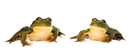 Two green frog isolated on a white background. A pair of toads.の写真素材