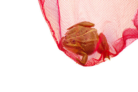 Green frog caught in net, captured. Isolated white background.の写真素材