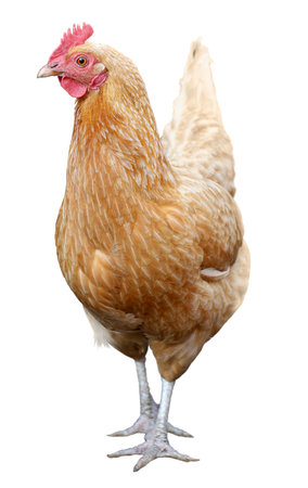 Brown hen isolated on a white background.の写真素材