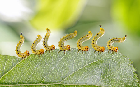 Caterpillars eat plants - agricultural pests closeup on a leafの写真素材