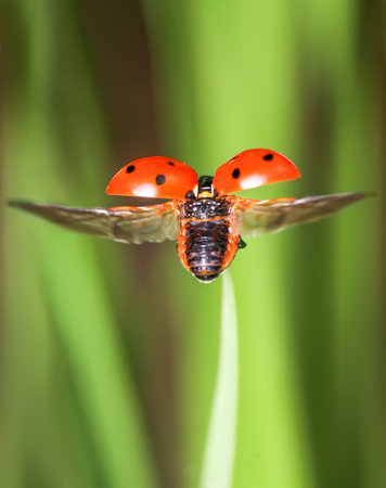 Red little ladybird flying away from fresh green grass.の写真素材