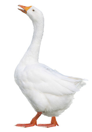 Domestic goose, Anser domesticus, isolated on white backgroundの写真素材