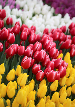 Tulip. Beautiful bouquet of tulips.の写真素材