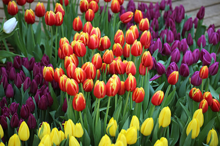 Tulip. Beautiful bouquet of tulips.の写真素材