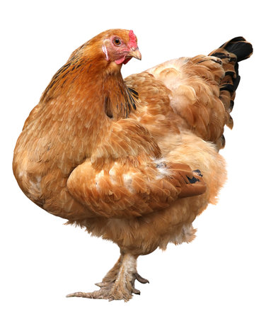 Brown hen isolated on white background.の写真素材