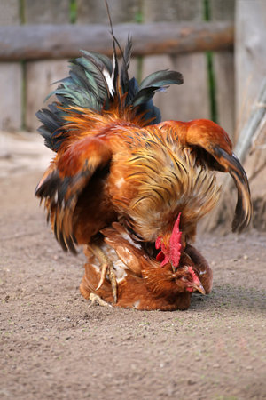 Rooster copulating with hen on a farmの写真素材
