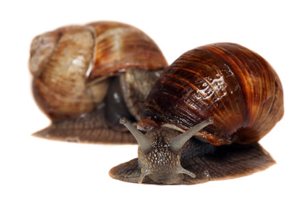 Garden snail isolated on white. Helix pomatia common names Burgundy snail Roman snail edible snail or escargot isolated on white backgroundの写真素材
