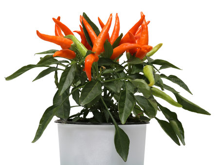Chili peppers garden. chili pepper on bush isolated on the white backgroundの写真素材