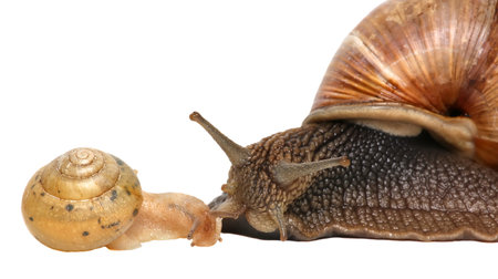 Garden snail isolated on white. Snail and baby snail family.の写真素材